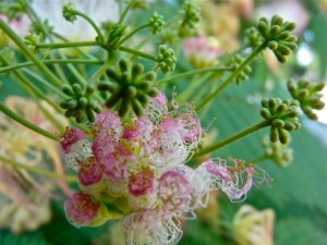 pink blooming Acacia